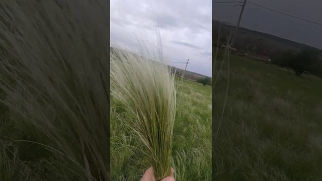 Приметы и применение Ковыль травы смотреть онлайн