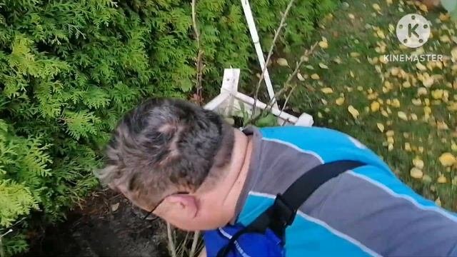 🇩🇪 пересадка золотистой смородины, распаковка из TEMU
