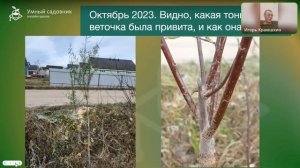 Ива пурпурная – прекрасная и неприхотливая. Опыт разм