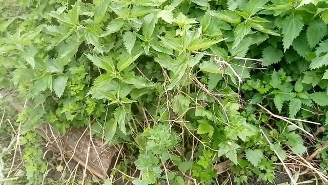 Огородные работы, деревенские заботы и рядовые будни ? смотреть онлайн