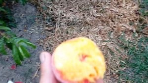 Персик память Симиренко