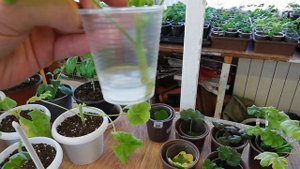 ПЕЛАРГОНИЯ. ОСОБЕННОСТИ УХОДА и СЕКРЕТЫ ВЫРАЩИВАНИЯ Ч