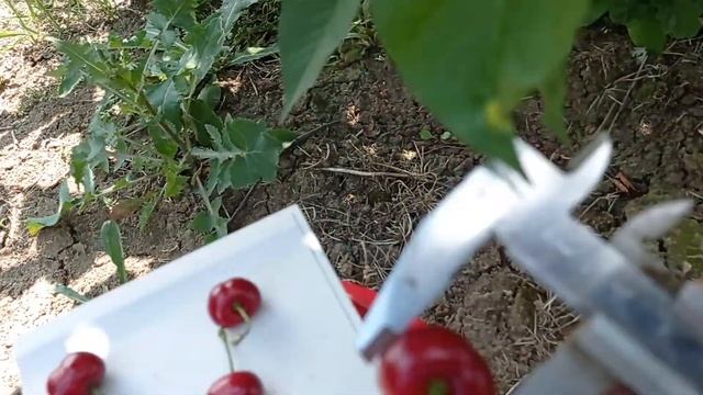 Вишня сорт Малышка смотреть онлайн