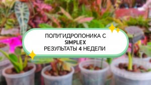 ПОЛУГИДРОПОНИКА С SIMPLEX РЕЗУЛЬТАТЫ 4 НЕДЕЛИ