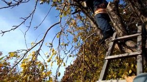 Обрезка старой яблони