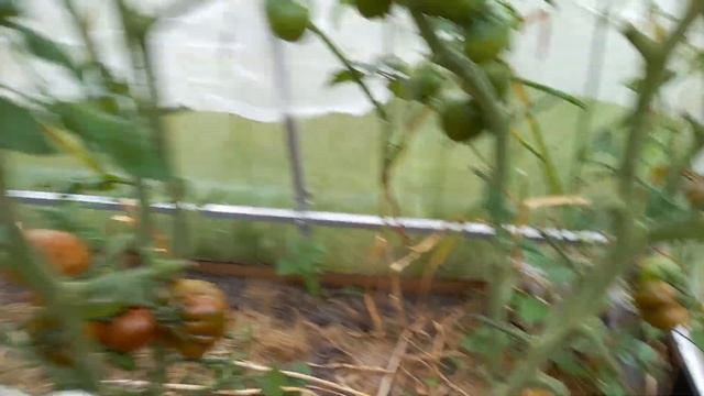 Приглашение на выставку томатов в Музее природы. смотреть онлайн