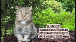 ДНЕВНИК лесного кота: «Барсик наблюдает за дождем» 8-9 сентября 2025 года