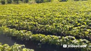 Жизнь в станице👍🤣👍👏😄