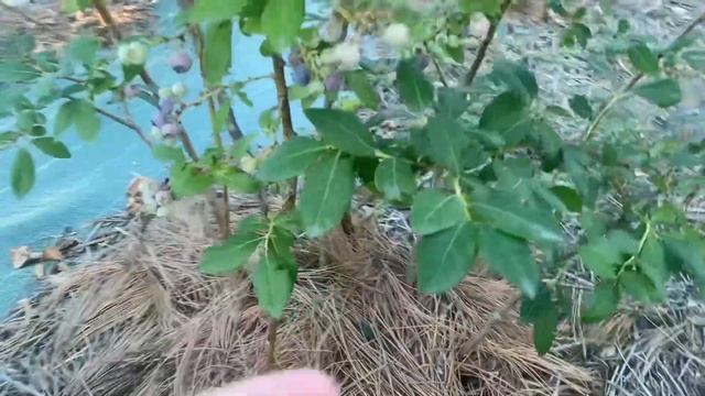 Голубика,поздний сорт смотреть онлайн