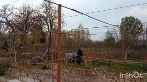 как сделать шпалеру для винограда на две плоскости дё?
