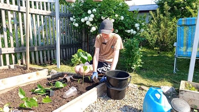 ВЫСАДКА РАССАДЫ ПЕРЦА // нюансы и тонкости в посадке смотреть онлайн