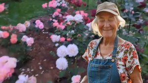 Размножение роз черенками: пошаговая инструкция, прос