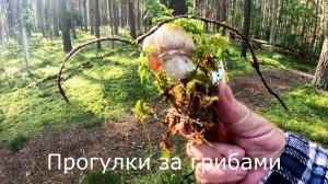 Прогулки за грибами. Цыганки пошли.  Собрал много.