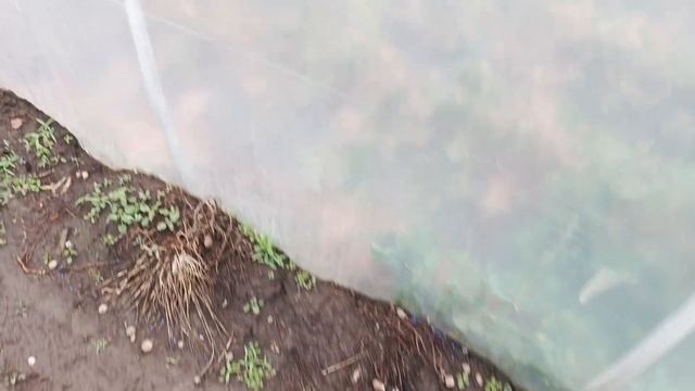 Слизни и улитки за 5 минут! Жесткий эксперимент с метал смотреть онлайн