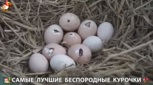 Цыплята и Курочки селяночки лучшие беспородные несушки 🥚 (291)