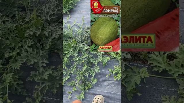 23.07.25г Урожай арбузов будет!Много завязей. Оранж Кинг,с смотреть онлайн