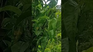 КАНАДСКИЙ ПЕРСИК В МОЕМ САДУ. 15. 06. 25Г.