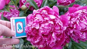 Самые красивые сорта пионов Пион Sebastiaan Maas Себастьян М?