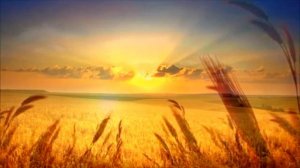 Ой ты, Рожь. Осень.  Футаж.  Поёт красноармейский хор