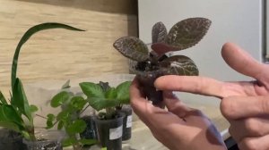 Излишки комнатных растений. Комнатные цветы почтой