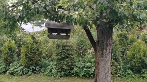 Опять на грушах ржавчина (Gymnosporangium sabinae) в нашем саду 2025