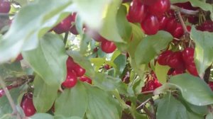 Кизил в Беларуси