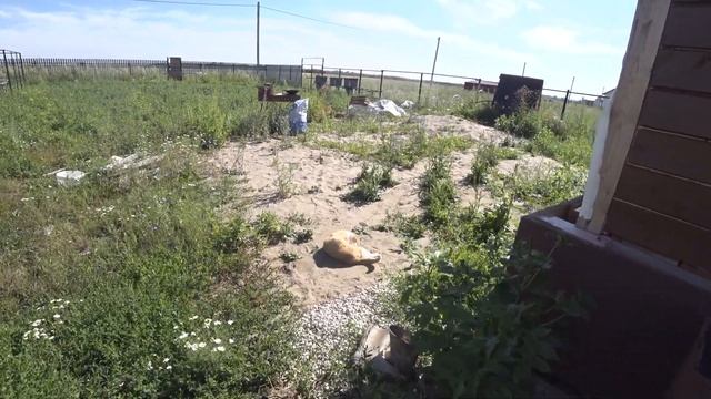 Ставлю на улей второй корпус. Медосбор продолжается смотреть онлайн