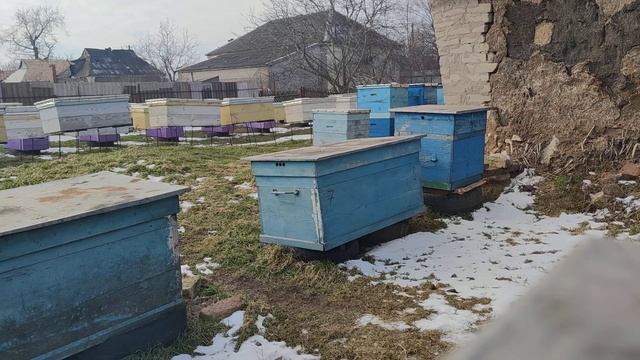 Не смотрел пчёл с расплодом две недели был мороз -12 ско смотреть онлайн