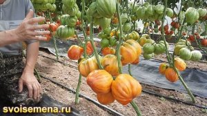 Большой Фестивальный тюльпан - проверенный сорт томат