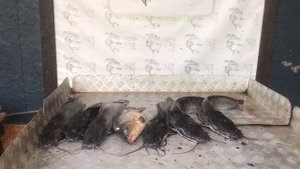 улов с малого водоёма