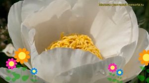 Пион молочноцветковый Ян ван Левен. Краткий обзор, опи