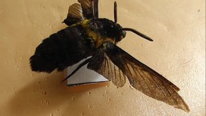 БРАЖНИКИ: 590. Sataspes cerberus