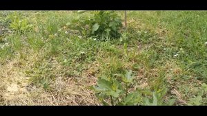 Как растет виноград, срезанный под корень.Можно ли пол