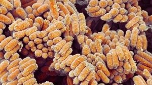 Биология 5 класс аудио параграф 10 «Характеристика цар?