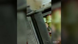 Хвалынские яблоки.