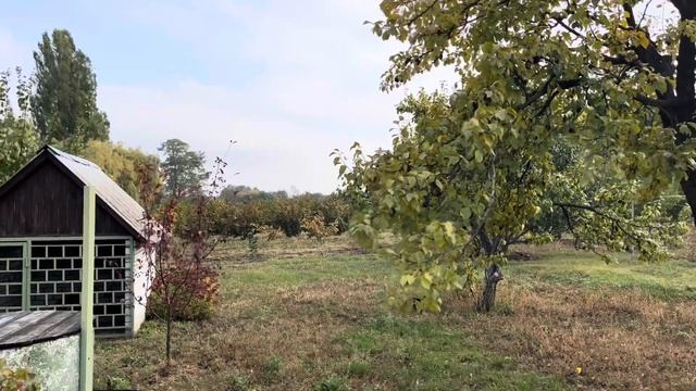 Фундук. Саженцы сортов Трапезунд, Шедевр, 4219 смотреть онлайн