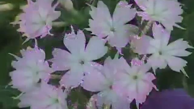 Флоксы смотреть онлайн