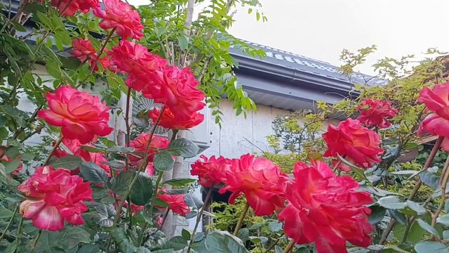 Новинки в моём вечнозелёном саду!Розовый рай!Магнолия смотреть онлайн