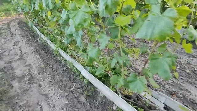 2 июля 2025 года. Вторая обработка винограда. Беларусь. смотреть онлайн