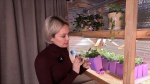 ПЕТУНИЯ КАК СОХРАНИТЬ ПЕТУНИЮ ЗИМОЙ В КВАРТИРЕ