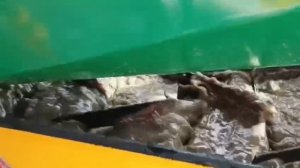 Мулевка в Якутии