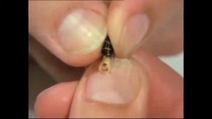 искусственное осеменение медоносных пчел artificial inseminati