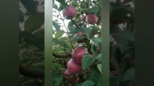 яблоня Княжна в 2021г.