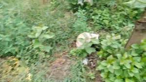 Хурма Виргинская прикорневая поросль за сезон 2024