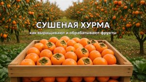 Самая дорогая хурма в мире: Сбор хурмы и производство сухофруктов 🍑