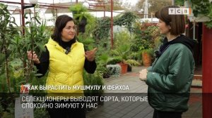 Как вырастить мушмулу и фейхоа