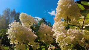 Осень на даче 2025: Бабье лето и река