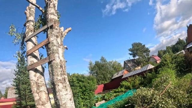 Спил березы на дачном участке. Вид снизу. Первый опыт К