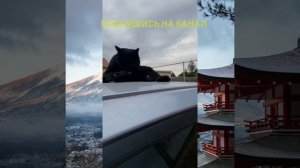 Кот на крыше автомобиля