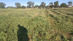 Волшебный диск для триммера,коса Patriot и зачем косить с?